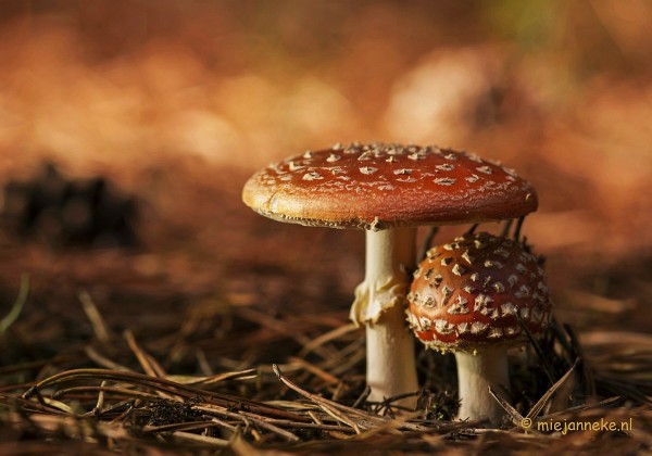 Paddenstoelen 2013