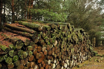 _DSC3754 2/52 Togetherness. Stacked together in one big pile to be picked up to use as firewood but also at that moment in de forest for the animals to provide a place...