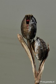 heart and sharp 6/52 Hearts and obsessions. After a long winter, this seedcapsule is ready for spring. In the heart the seeds which are ready to be spread. One of my obsession...