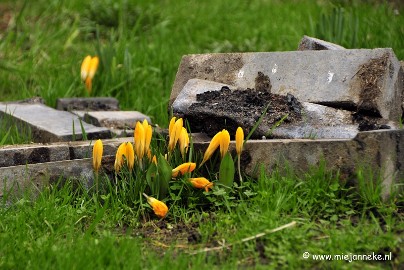 _DSC6118a 8/52 Strenght and green. In the young green grass between the bits of stone, the first crocuses find the strength to overcome and enjoy the first sunbeams in...