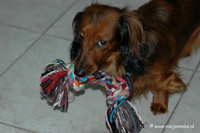 09play52 9/52 Play. It took a long time before I could take this photo that was good enough to show you all off my playing dog. I have two darlings of dachshunds named...