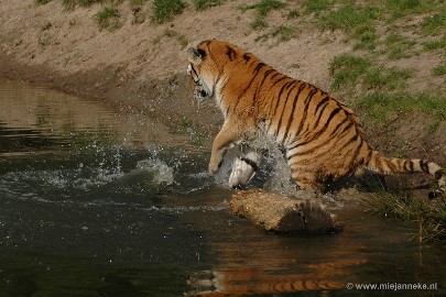 15unexpectleyandaprilshower52 15/52 Unexpected and April-shower. During a visit to a zoo in the Netherlands, I saw a tiger who played quite unexpectedly in the water. Normally a cat don't...