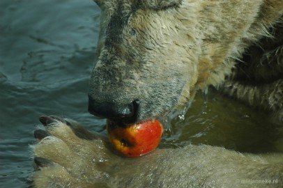 DSC_5269 16/52 Refreshing. It was a warm day in May and the polar bear in the Zoo was searching for some refreshment in the water. An apple as a treat was a suprice and...