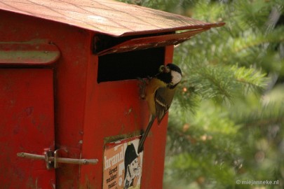 DSC_8740 21/52 Looking in. In the spring, many birds make love and build a nest, sometimes in odd places. Just like this couple blue tits. They live in a mailbox and the...