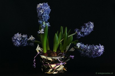 separation 22/52 Separation. The hyacinths I've got for my birthday bloomed beautifully and smelled delicious, One morning I saw that they were separating, They went in...