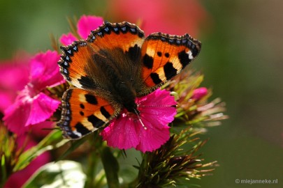 color 23/52 Colors. This butterfly with a lot of colors, called the little fox, fluttered across the garden. His colors were beautiful and the sun played through his...