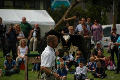 DSC_1523 27/52 Journey and summer fun. Several times a year makes this falconer and his birds the journey from England to the Netherlands and Belgium, etc. He has a...