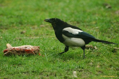 indulge 28/52 Indulge. The magpie was indulging at the remains of a piece of meat he found in the cage of lions. Very dangerous but he was always fast enough to escape...