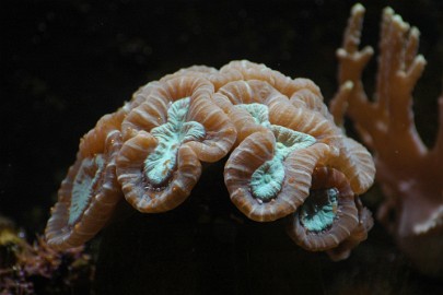 30lettinggolines52 30/52 Letting go of perfection. This is what this underwater creation did. It grows erratic and his lines are formed in this way to a nice piece of coral in the...