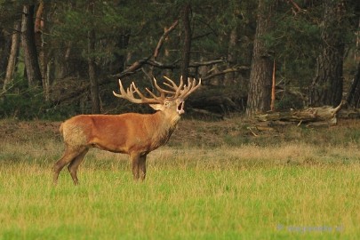 loud 36/52 Loud. The deers on the Veluwe. This is a nature reserve in the Netherlands. It was during the Bronze Age of the red deer. They make sounds that can be...