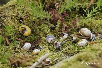 _DSC2793 Oostvaarders plassen