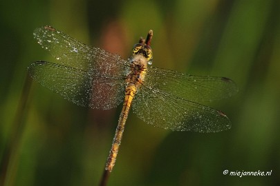 _DSC4902 Vroeg in de morgen