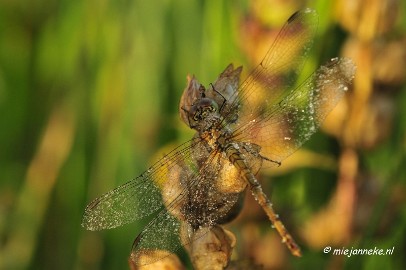 _DSC4918 Vroeg in de morgen