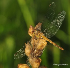 _DSC4922 Vroeg in de morgen