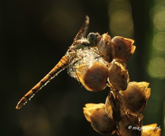 _DSC4939 Vroeg in de morgen