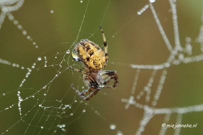 _DSC4941 Vroeg in de morgen