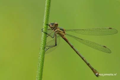 _DSC5078 Vroeg in de morgen