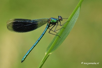 _DSC5202 Vroeg in de morgen