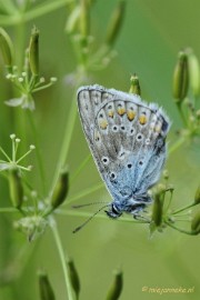 _DSC4217 Macro Limburg