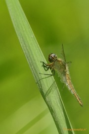 _DSC4272 Macro Limburg