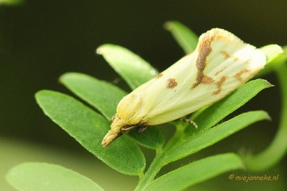 _DSC4288 Macro Limburg