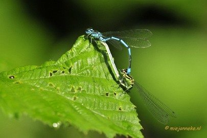 _DSC4293 Macro Limburg