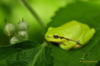 _DSC4315 Macro Limburg