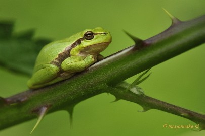 _DSC4323 Macro Limburg