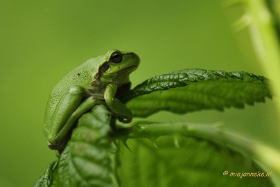 _DSC4335 Macro Limburg