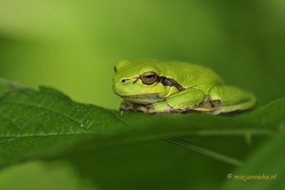 _DSC4368 Macro Limburg