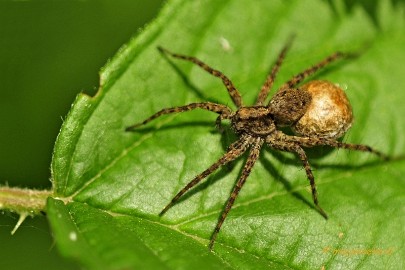 _DSC4376 Macro Limburg