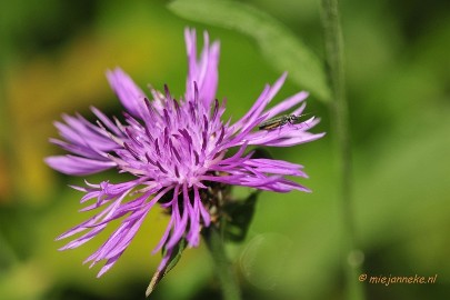 _DSC4390 Macro Limburg