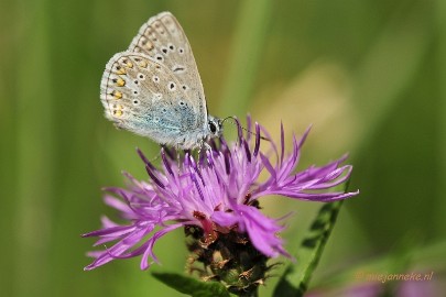 _DSC4461 Macro Limburg