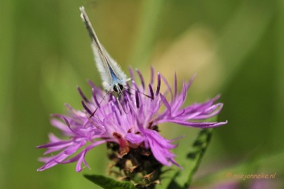 _DSC4464 Macro Limburg