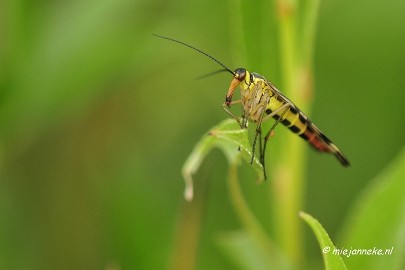 _DSC4518 Macro Limburg