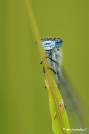 _DSC4528 Macro Limburg