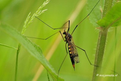 _DSC4544 Macro Limburg