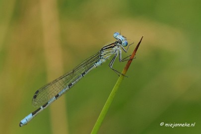 _DSC4566 Macro Limburg