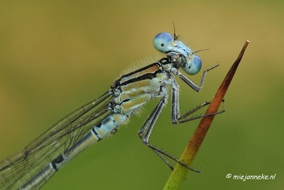 _DSC4569 Macro Limburg