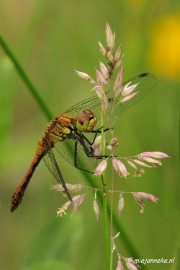 _DSC4589 Macro Limburg