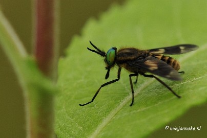 _DSC4593 Macro Limburg