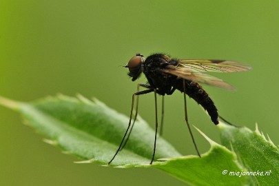 _DSC4604 Macro Limburg