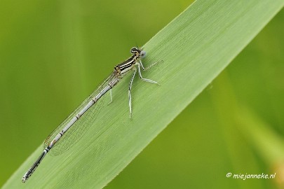 _DSC4607 Macro Limburg