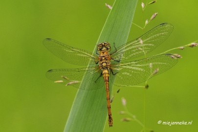 _DSC4622 Macro Limburg