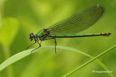 _DSC4635a Macro Limburg