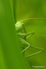 _DSC4638 Macro Limburg