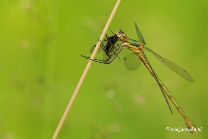 _DSC4643a Macro Limburg