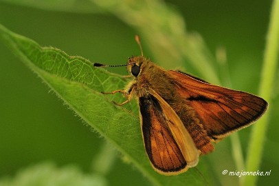 _DSC4662 Macro Limburg