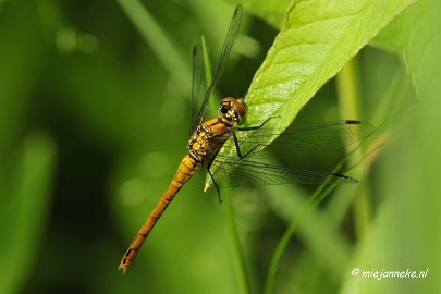 _DSC4664 Macro Limburg