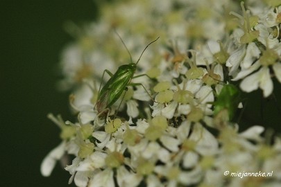 _DSC4668 Macro Limburg